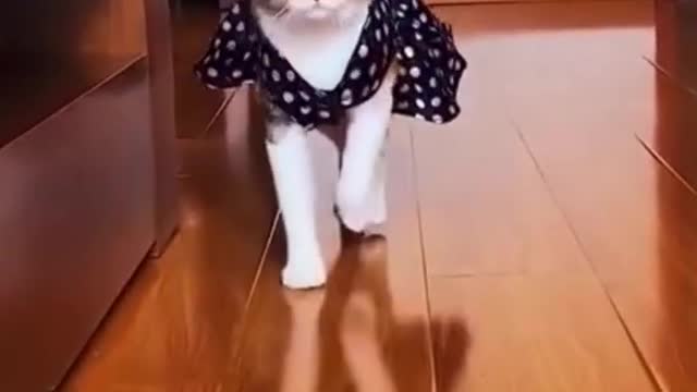 🤣😂 Funny and cute cat😺🐈