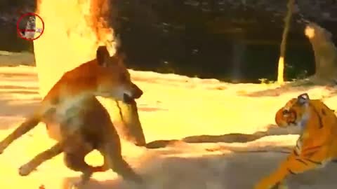 trolling and animal pranks