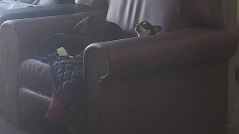 Dog Howls Back At Owner