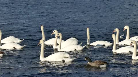 Amazing Swans in the lake