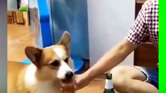 funny animal # animal confusing behavior # cute puppy # cute funny