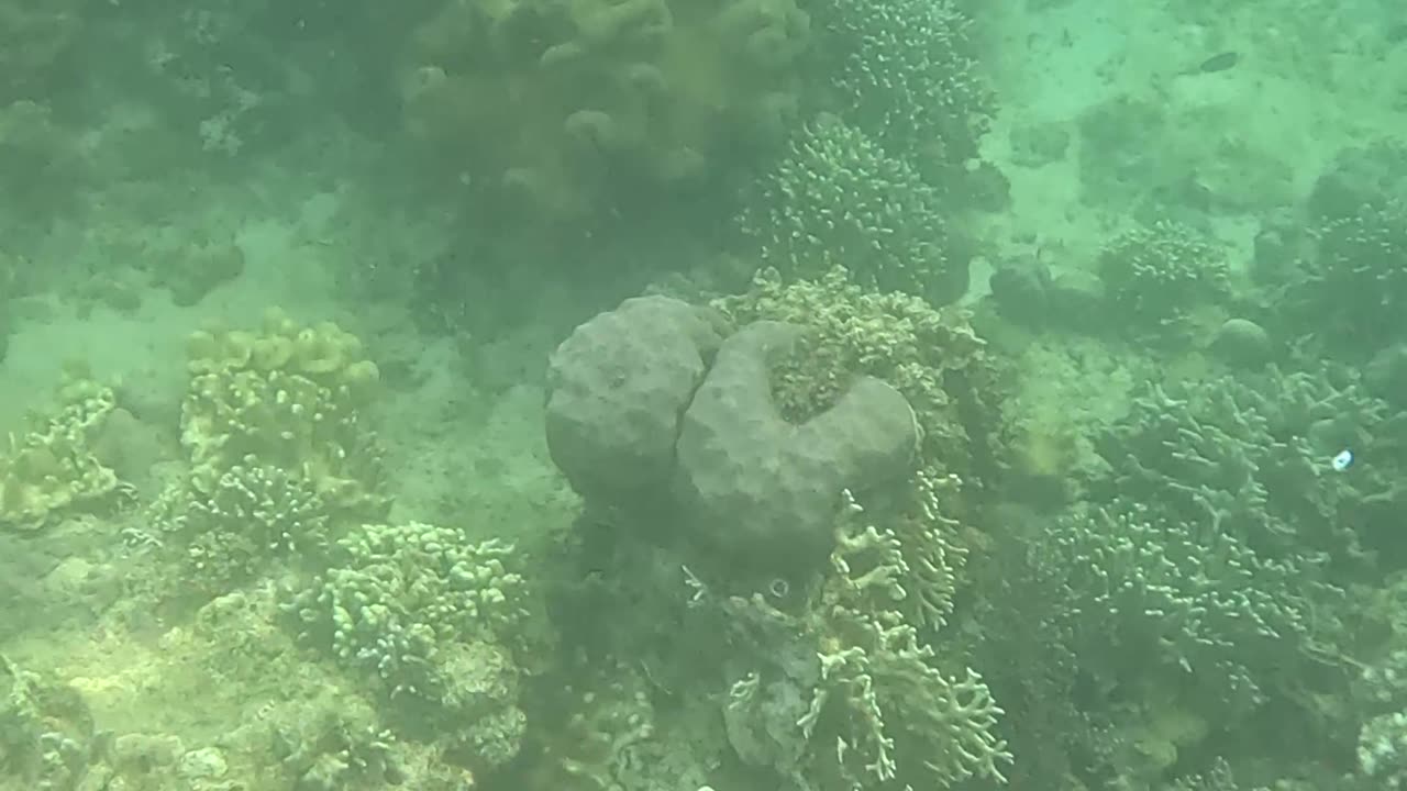 Snorkeling Adventure: Witnessing New Corals Bloom on the Reef