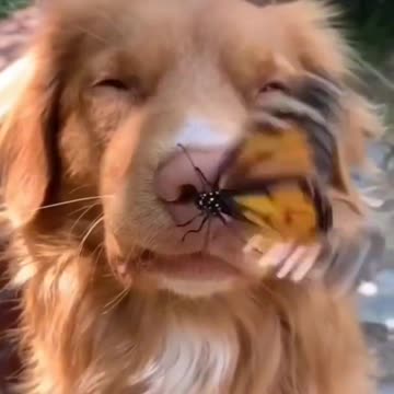 funny animal try not to laugh