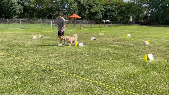 AKC Rally Novice Course 5