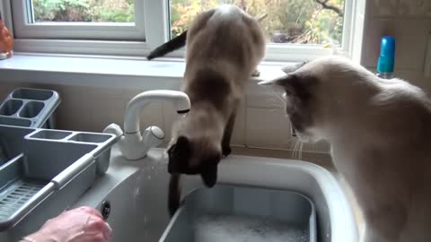 Splish Splash Snowshoe Cats