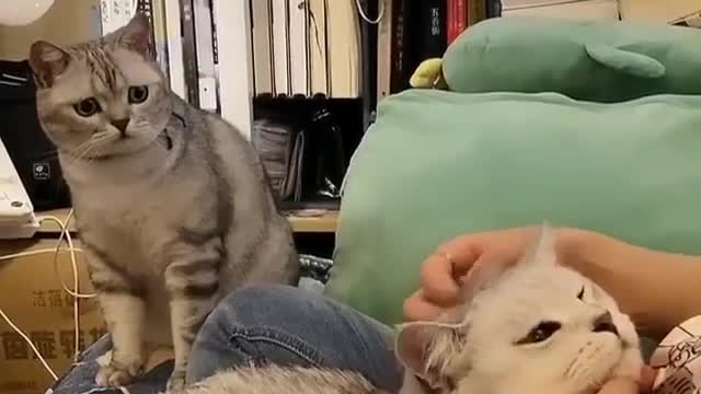 See what jealousy does when cats