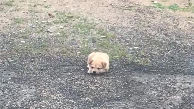 dog wagging its tail