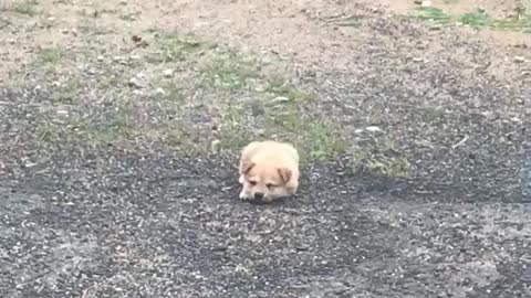 dog wagging its tail