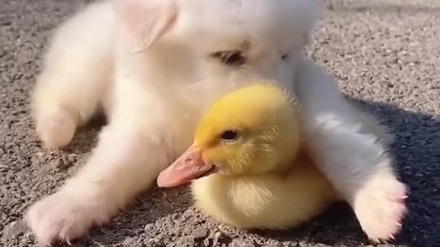 animal friendship is beautiful3👏👏#Shorts