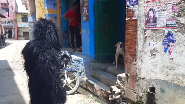 Guys Dressed As Gorilla Pranks Dogs