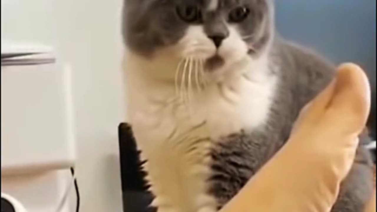 Collection of funny cat videos
