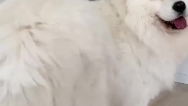 Funny dog video dancing funny meme.