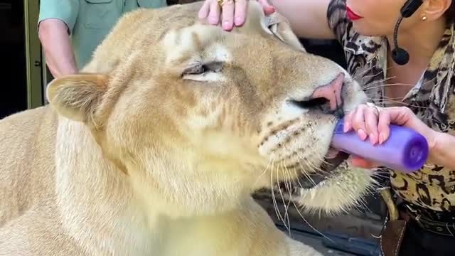 Tiger eating