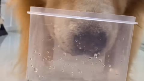 You think I can't do anything if you put it in the water?