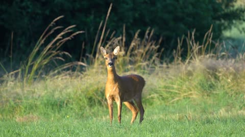 Lovely deer