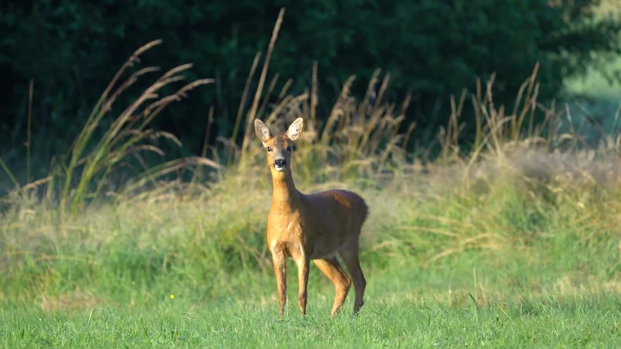 Lovely deer