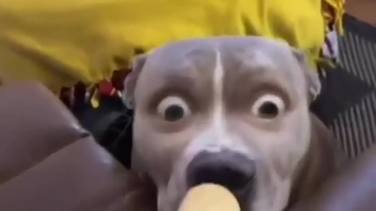 FUNNY ANIMALS 2024