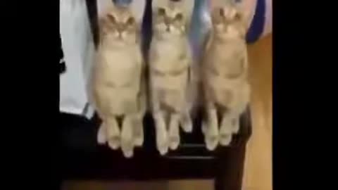 ULTIMATE|| Animal Compilation || Funny Fails || viral || comedy