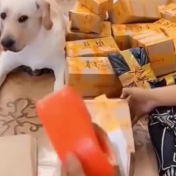 Hilariously Cute Kittens & Pups 2021- 2 (1)