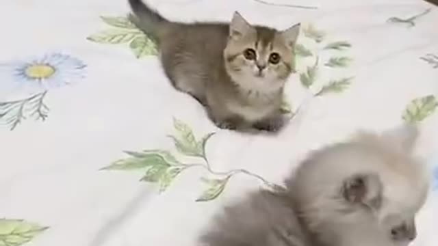 Cute Cat masti