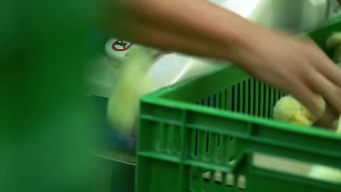 Manual worker sorting small chickens at chickens farm. Poultry farm