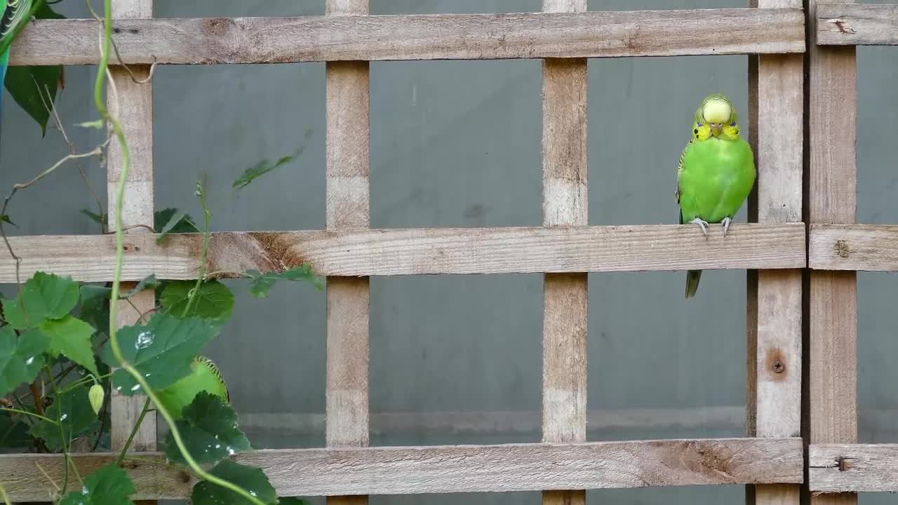 Funny cute parrots_Can't stop laughing_Comedy video