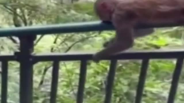 Monkey having fun sliding on the railing