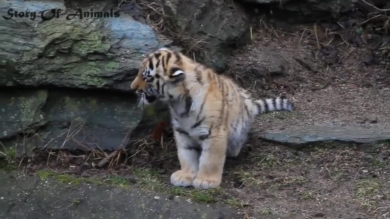 A cute baby tiger01010