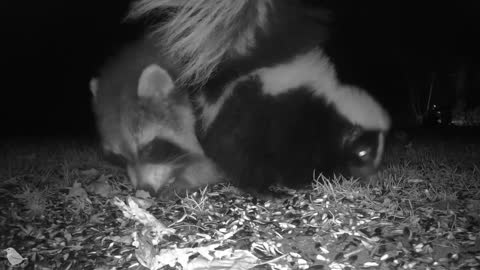 Skunk Vs. Raccoon