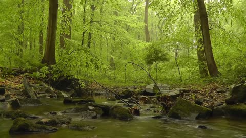 Stunning View of the adorable forest