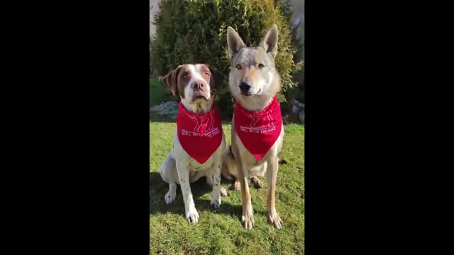 You won't believe this dogs age! | Sweetheart senior dog