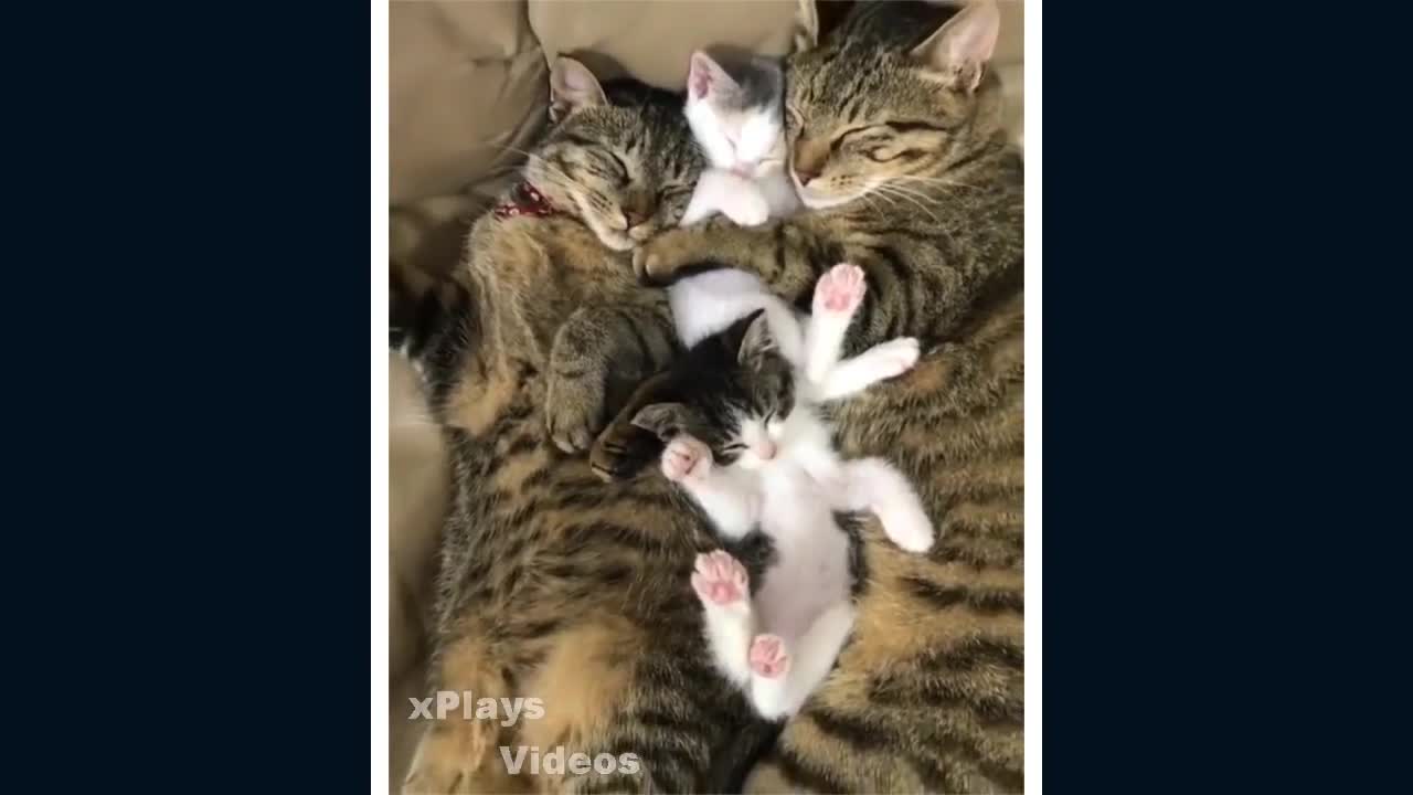 Funny cats