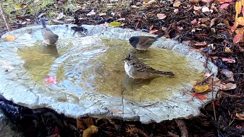 Golden-crowned Kinglet and friends featuring City Drive by Paul Clifford