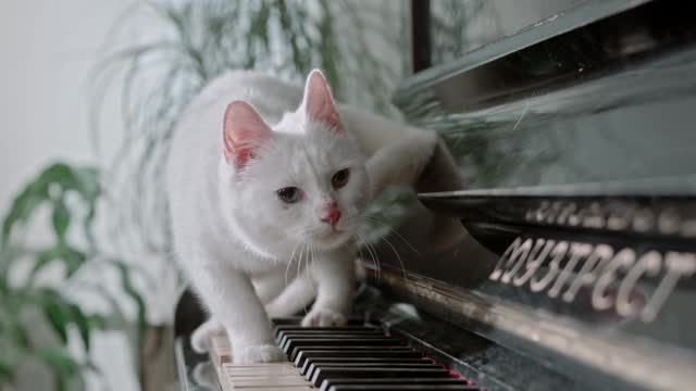 Piano Play in Cat