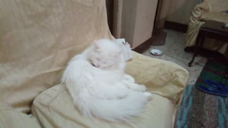 Male White Cat Standing On Chair After Big Meal