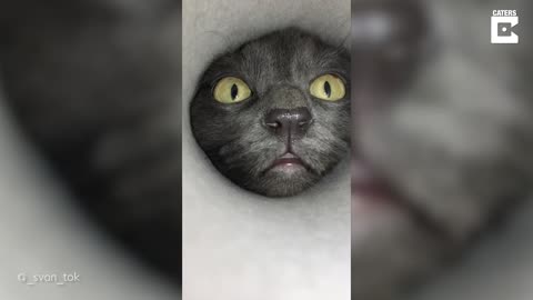 Curious Cat Puts Head Into Tube