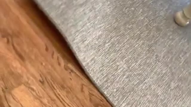 The cat is hiding