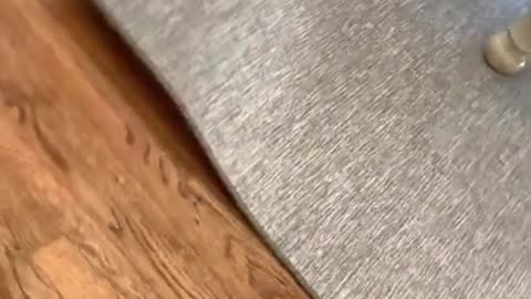 The cat is hiding