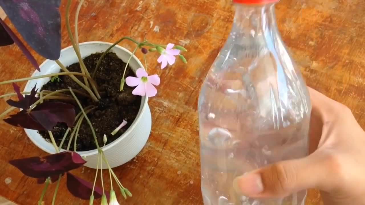 HOW TO USE VETSIN MSG AS FERTILIZER FOR PLANTS - ANG SIKRETO SA MATABANG HALAMAN AT PAGPABULALAK