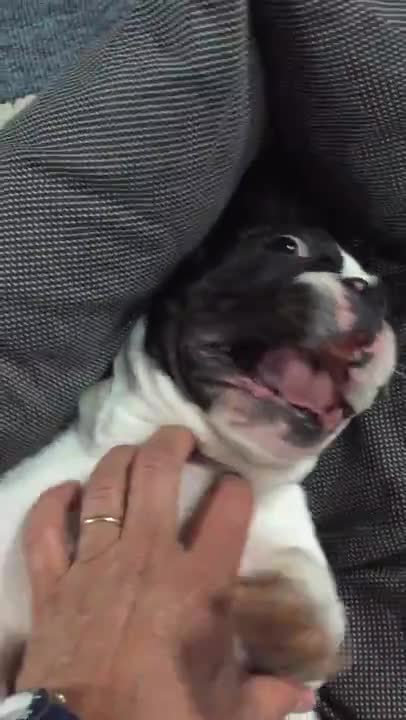 French Bulldog makes crazy sounds when tickled