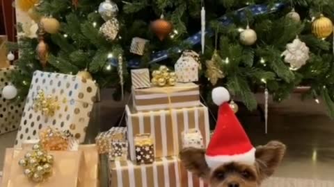 Merry Christmas dog Puppy video