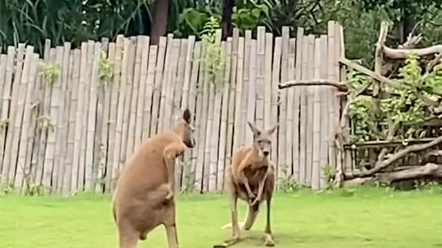 The kangaroo