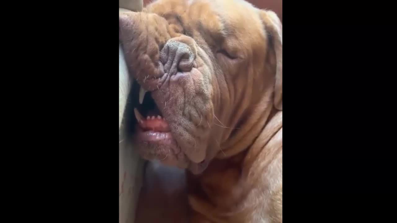 funny animals cats and dogs ^O^