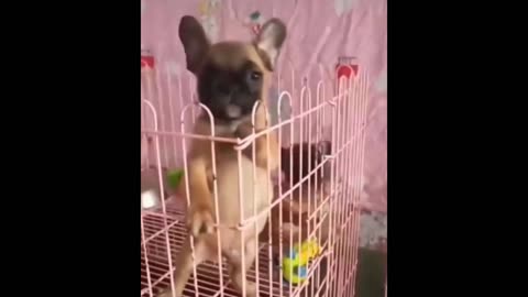 Most funny pets you have ever seen. Don't miss the video.