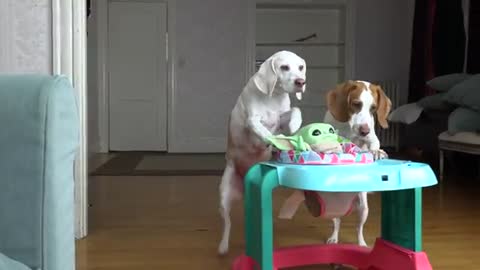 Baby Yoda & Dogs vs Darth Vader Prank: Funny Dogs Maymo & Potpie Lightsaber Battle w