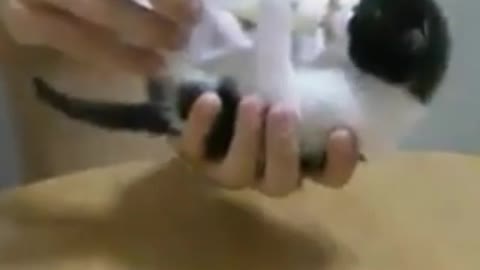 Funny and Cute Cats Videos #60 │ Gadis Sekarwangi