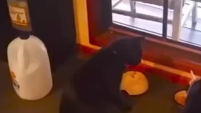 ❤️😹 Funniest Animals 😹 - Best Of 🙊❤️ Funny Animal Videos Ep 23 #Shorts#Pets ❤️