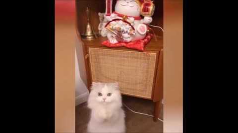 Funny cats imitate a Maneki-neko :D