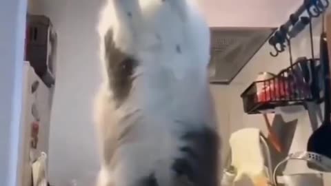 cat dance