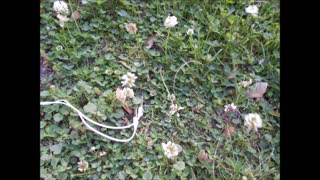 Very Clever ~ Dramatic Version Dutch Clover